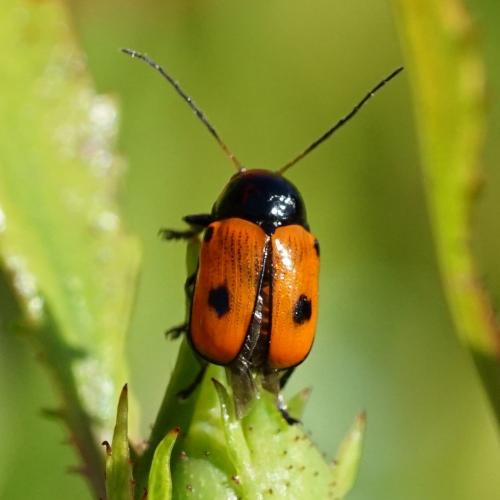 Réf. 233 473 : Cryptocephalus bipunctatus